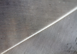 Plume d’oiseau – France