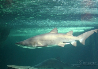 Requin-taureau (Odontaspis taurus), océarium du Croisic – France