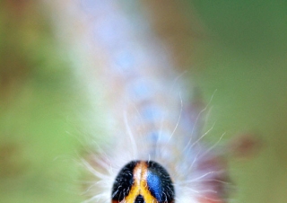 Papillon en devenir – France
