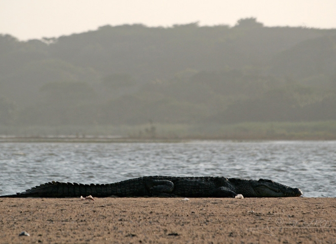 Farniente de crocodile – Afrique du Sud
