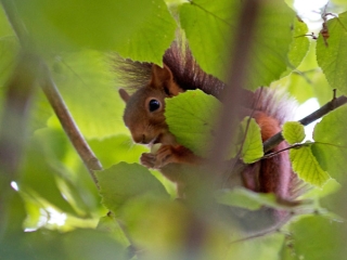 Ecureuil roux (Sciurus vulgaris) – France