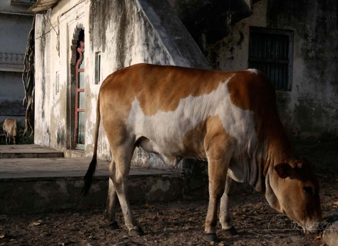 Vache sacrée – Inde
