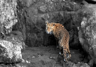 Léopard indien (Panthera pardus fusca) – Inde