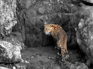 Léopard indien (Panthera pardus fusca) – Inde