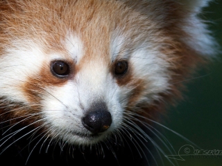 Petit panda (Ailurus fulgens), zoo Boissière du Doré – France