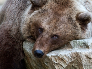 Ours brun (Ursus arctos), zoo Boissière du Doré – France