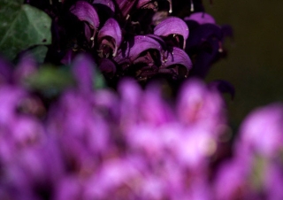 Lathrée clandestine (Lathraea clandestina) – France