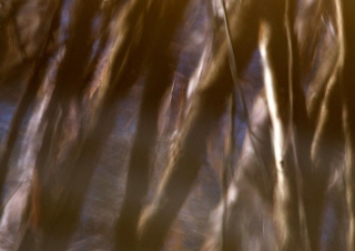 Reflet arboré – France