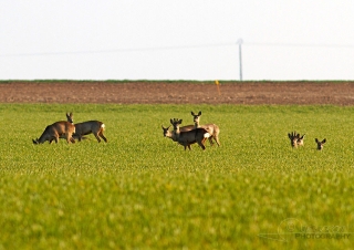 Chevreuils de plaine (Capreolus capreolus) – France