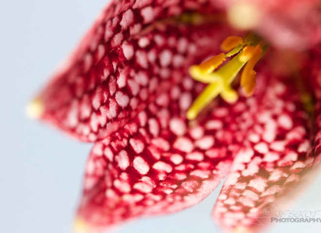 Fritillaire pintade (Fritillaria meleagris) – France
