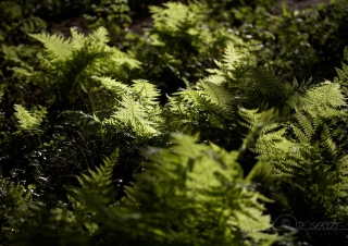 Fougère femelle (Athyrium filix-femina) – France