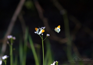 Aurore (Anthocharis cardamines) – France