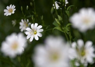 Stellaire holostée (Stellaria holostea) – France