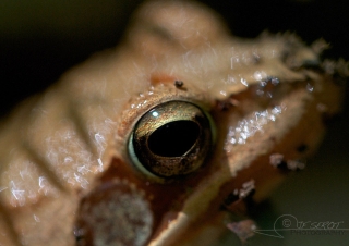 Grenouille agile (Rana dalmatina) – France