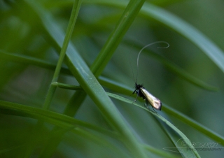 Adèle verdoyante (Adela reaumurella) – France