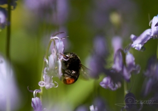 Bombus lapidarius – France
