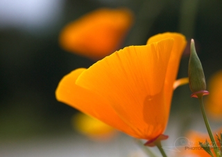 Pavot de Californie (Eschscholzia californica) – France
