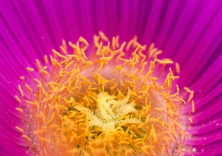 Croc de sorcière (Carpobrotus edulis) – France