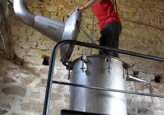 Cueilleur distillateur d’huile essentielle, Avelenn – France