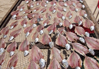 Séchage de Sardines, Nazaré – Portugal