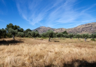 Oliveraie, Serra da Estrela – Portugal