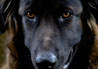 Chien de la Serra da Estrela – Portugal