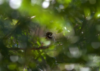 Moineau friquet (Passer montanus) – Portugal