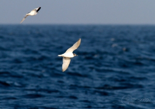 Mouette de Sabine (Xema sabini), Hoedic – France