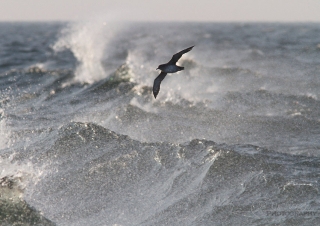 Puffin des Baléares (Puffinus mauretanicus) – France