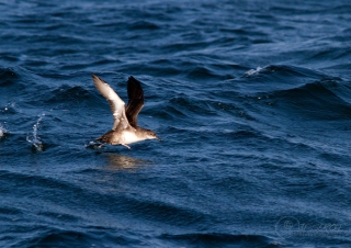 Puffin des Baléares (Puffinus mauretanicus) – France