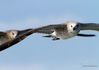 Goéland argenté (Larus argentatus), Hoedic – France