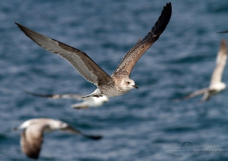 Goéland argenté (Larus argentatus), Hoedic – France