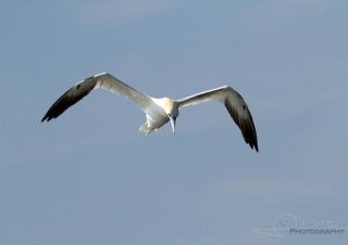 Fou de Bassan (Morus bassanus), Hoedic – France