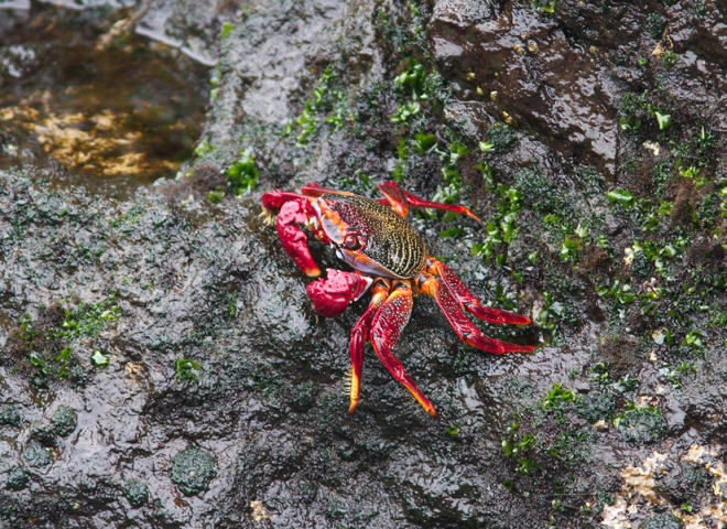 Crabes rouges (Grapsus adscensionis) à Garachico, Tenerife – Canaries