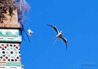 Cigogne blanche en approche – Maroc