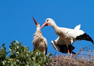 Couple de Cigognes blanches au nid – Maroc