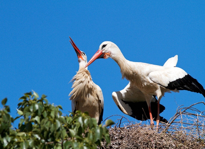 Couple de Cigognes blanches au nid – Maroc