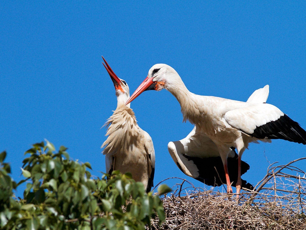 Couple de Cigognes blanches au nid – Maroc