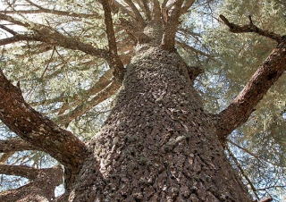 Cédre, Parc national d’Ifrane – Maroc