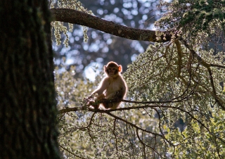 Macaque de Barbarie (Macaca sylvanus) – Maroc