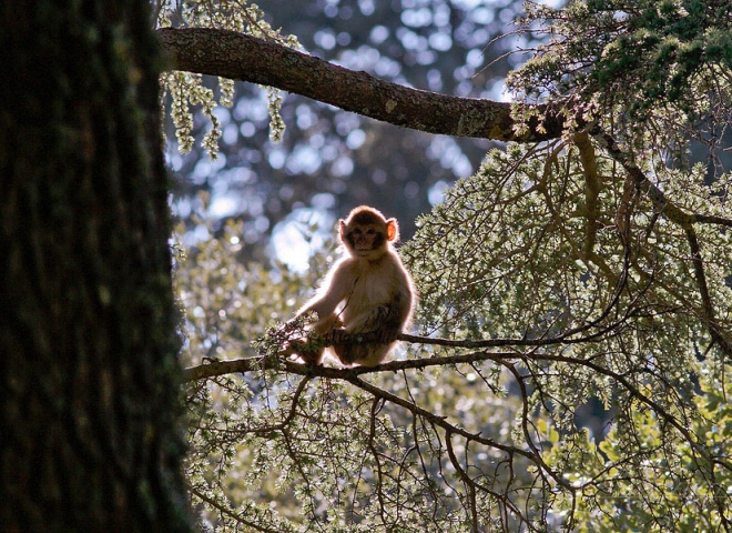 Macaque de Barbarie (Macaca sylvanus) – Maroc