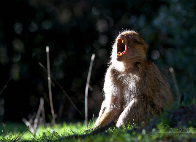 Bâillement de macaque – Maroc