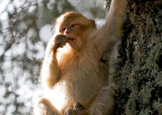 Lichens en plat principal, jeune macaque de Barbarie – Maroc