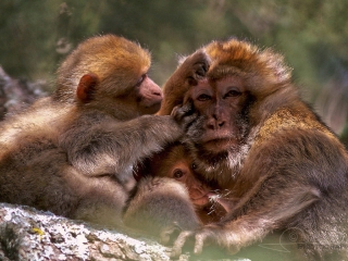 Macaque de Barbarie (Macaca sylvanus) – Maroc