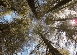 Cédraie, Parc national d’Ifrane – Maroc
