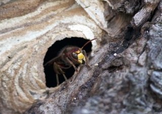 Nid du Frelon européen (Vespa crabro) – France